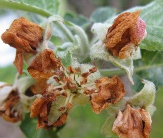 Apple flower beetle (weevil): methods of struggle, photo