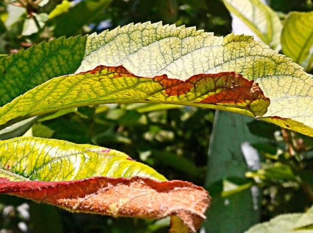 Apple leaf chlorosis: treatment and photo