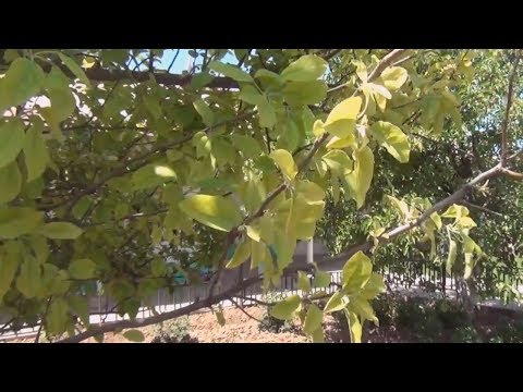 Apple leaf chlorosis: treatment and photo