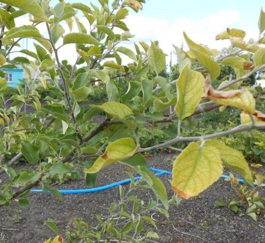 Apple leaf chlorosis: treatment and photo