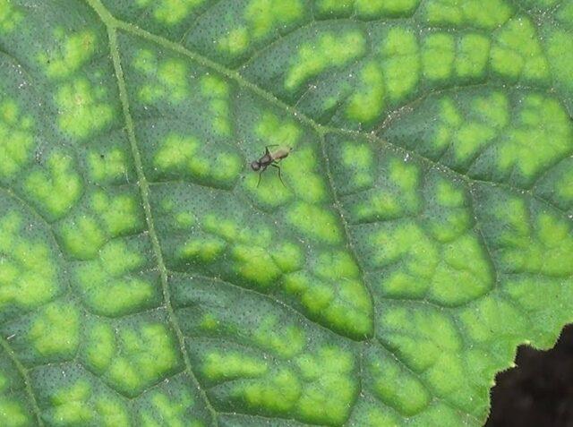 Apple leaf chlorosis: treatment and photo