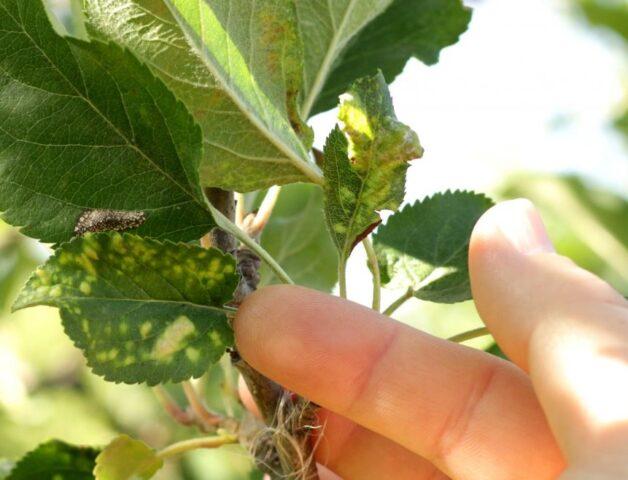 Apple leaf chlorosis: treatment and photo