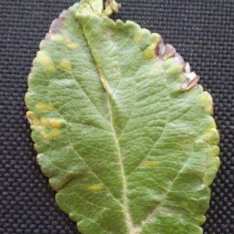 Apple leaf chlorosis: treatment and photo