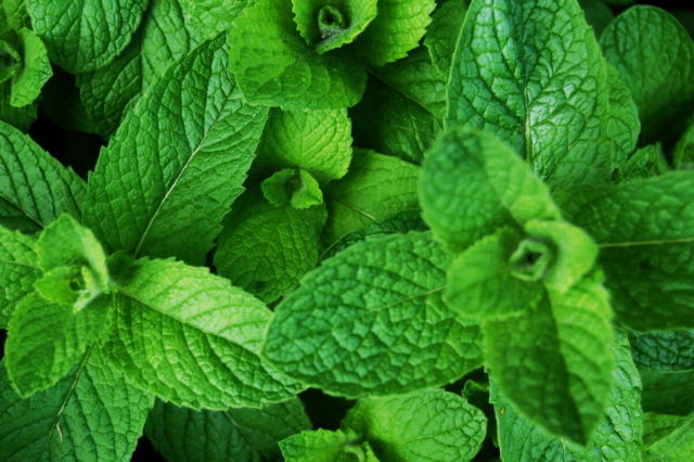 Apple mint: description, reviews, photos, useful properties and contraindications