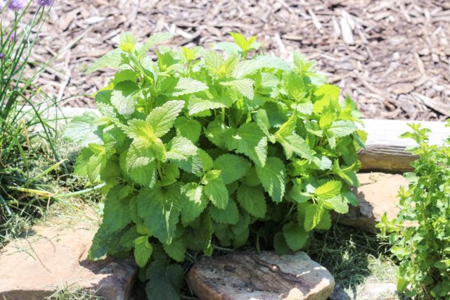 Apple mint: description, reviews, photos, useful properties and contraindications