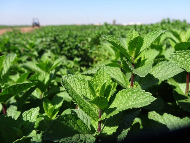 Apple mint: description, reviews, photos, useful properties and contraindications