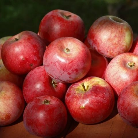 Apple tree A gift to gardeners: description, cultivation, photos and reviews