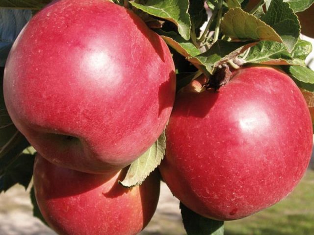 Apple tree Airlie Geneva: description, photo, planting and care, reviews