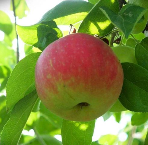 Apple tree Airlie Geneva: description, photo, planting and care, reviews