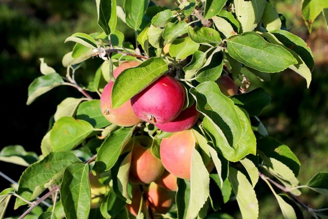 Apple tree Airlie Geneva: description, photo, planting and care, reviews