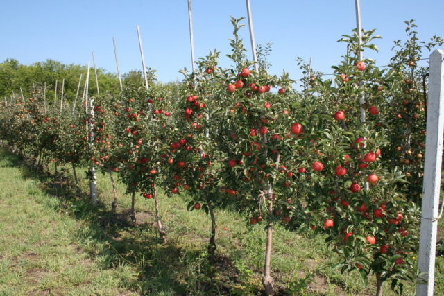 Apple tree Airlie Geneva: description, photo, planting and care, reviews