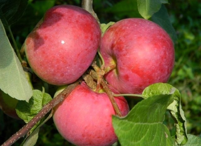 Apple tree Airlie Geneva: description, photo, planting and care, reviews