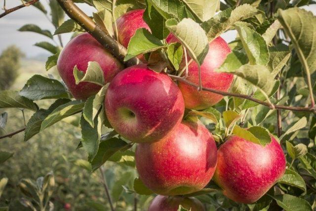 Apple tree Altai souvenir: description, photo, reviews