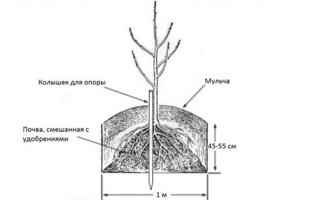 Apple tree Altai souvenir: description, photo, reviews