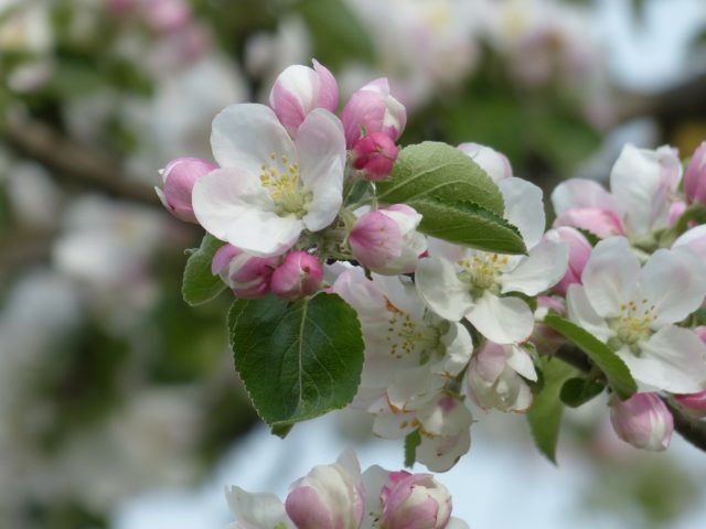 Apple tree Anis Sverdlovsky: description, photo, tree height and reviews