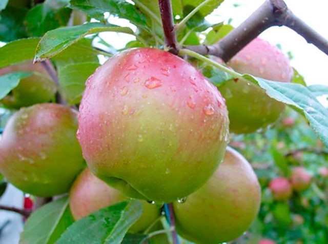 Apple tree Anis Sverdlovsky: description, photo, tree height and reviews