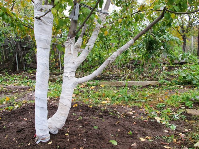 Apple tree Anis Sverdlovsky: description, photo, tree height and reviews