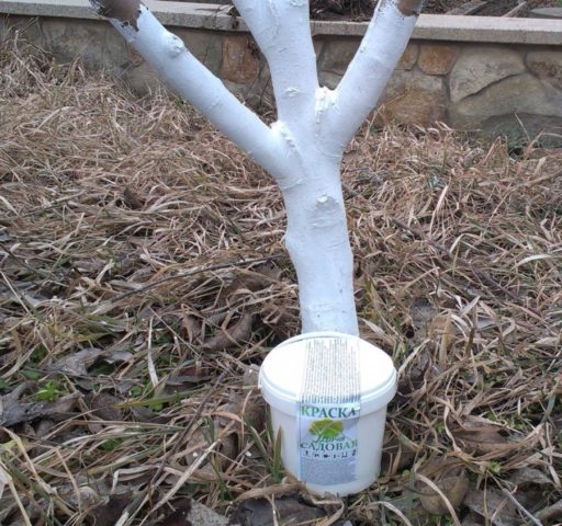 Apple tree Anis Sverdlovsky: description, photo, tree height and reviews