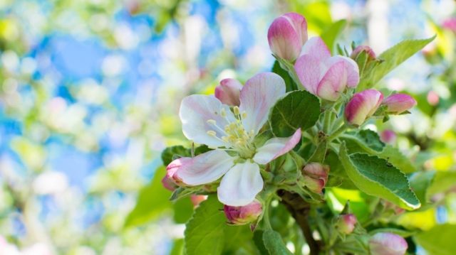 Apple tree Anis Sverdlovsky: description, photo, tree height and reviews