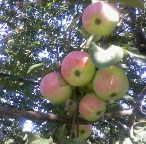 Apple tree Anis Sverdlovsky: description, photo, tree height and reviews