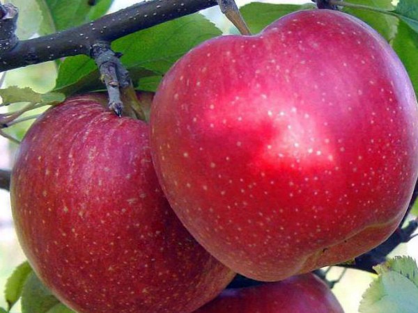 Apple tree Antey: characteristics and advantages of the variety