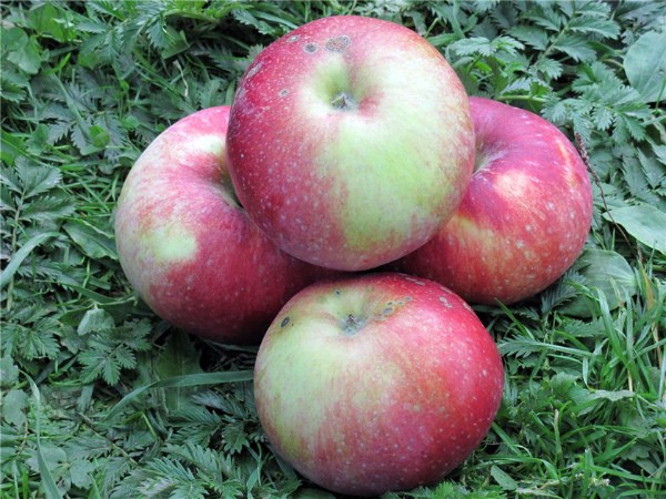 Apple tree Antey: characteristics and advantages of the variety