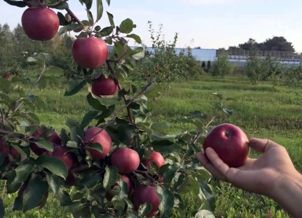 Apple tree Antey: characteristics and advantages of the variety