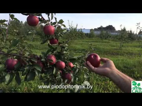 Apple tree Antey: characteristics and advantages of the variety