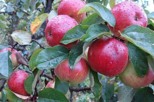 Apple tree Antey: characteristics and advantages of the variety