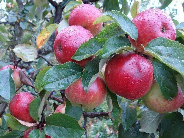 Apple tree Antey: characteristics and advantages of the variety