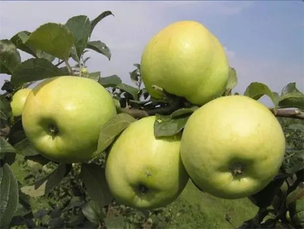 Apple tree Antonovka: description of ordinary, golden and dessert varieties