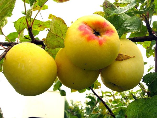 Apple tree Antonovka: description of ordinary, golden and dessert varieties