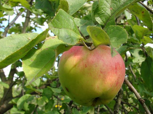 Apple tree Antonovka: description of ordinary, golden and dessert varieties