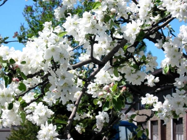 Apple tree Antonovka: description of ordinary, golden and dessert varieties