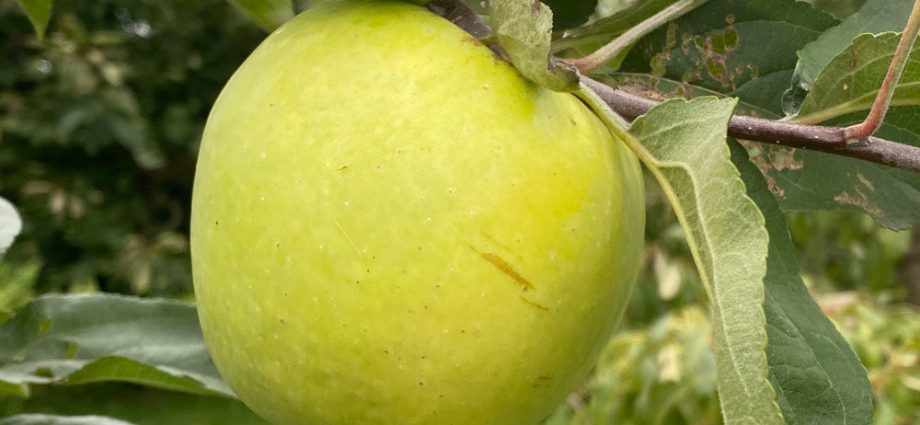 Apple tree Antonovka: description of ordinary, golden and dessert varieties