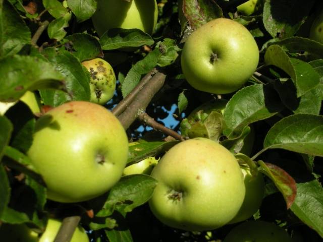 Apple tree Antonovka: Dessert, Golden, Pound and a half, Ordinary