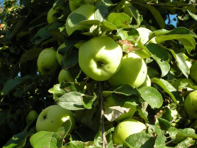 Apple tree Antonovka: Dessert, Golden, Pound and a half, Ordinary