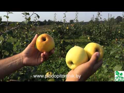 Apple tree Antonovka: Dessert, Golden, Pound and a half, Ordinary