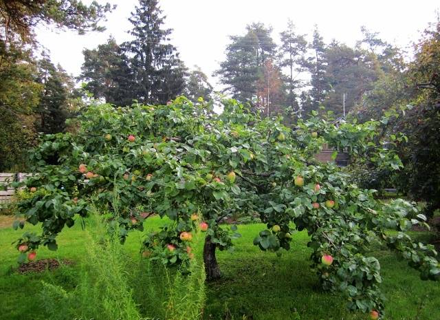 Apple tree Antonovka: Dessert, Golden, Pound and a half, Ordinary