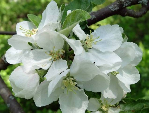 Apple tree Antonovka: Dessert, Golden, Pound and a half, Ordinary