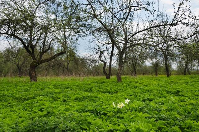 Apple tree Antonovka: Dessert, Golden, Pound and a half, Ordinary