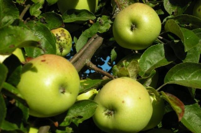 Apple tree Antonovka: Dessert, Golden, Pound and a half, Ordinary