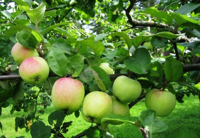 Apple tree Antonovka: Dessert, Golden, Pound and a half, Ordinary