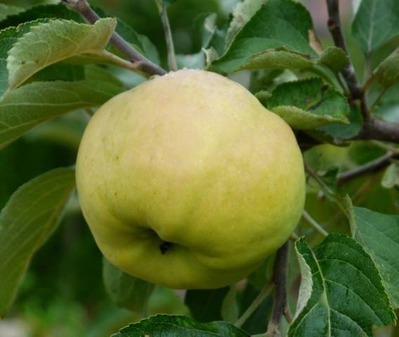 Apple tree Antonovka: Dessert, Golden, Pound and a half, Ordinary