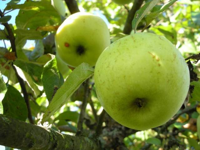 Apple tree Antonovka: Dessert, Golden, Pound and a half, Ordinary