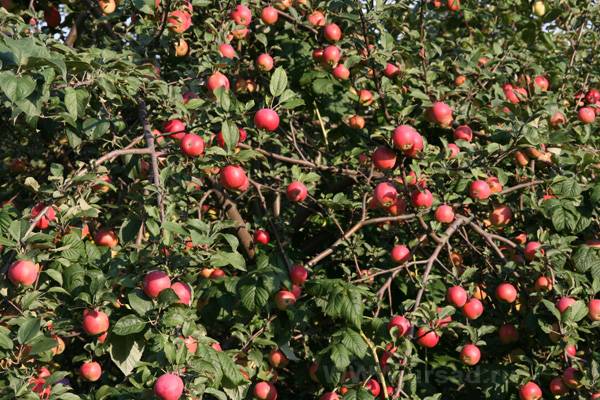 Apple Tree Asterisk