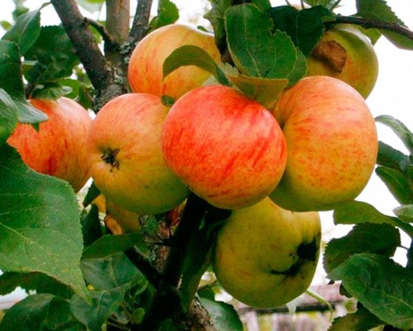 Apple tree Autumn joy: description, care, photos and reviews