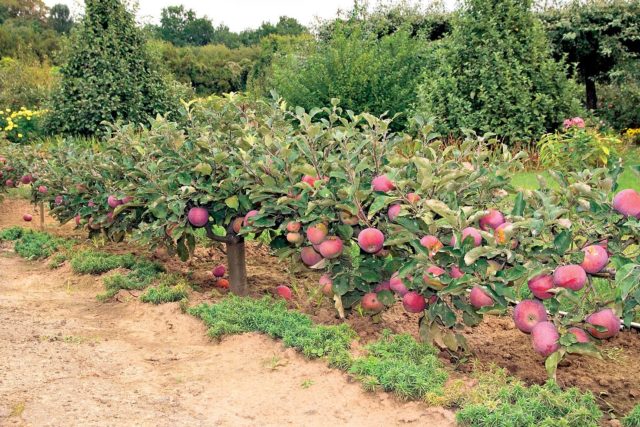 Apple tree Autumn joy: description, care, photos and reviews