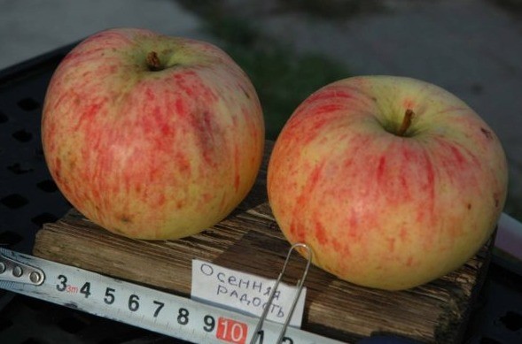 Apple tree Autumn joy: description, care, photos and reviews