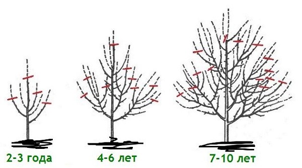 Apple tree Autumn joy: description, care, photos and reviews